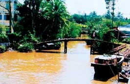 Những cây cầu khỉ đã được thay thế
bằng cầu bê tông ở huyện Chợ Lách, Bến Tre.