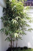 Tác dụng chữa bệnh của lá tre