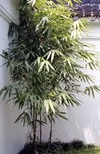 Tác dụng chữa bệnh của lá tre