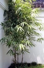 Tác dụng chữa bệnh của lá tre