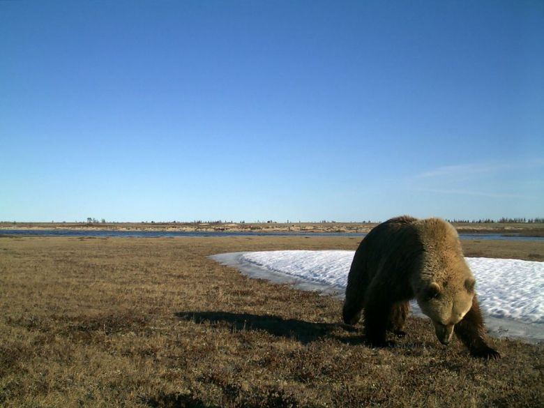 Một con gấu xám Grizzly được nhìn thấy trên một cánh đồng. Bức ảnh được camera từ xa ở Công viên quốc gia Wapusk, Man ghi lại năm 2017. Công viên Wapusk là một trong nhiều khu vực mà nhà nghiên cứu Do