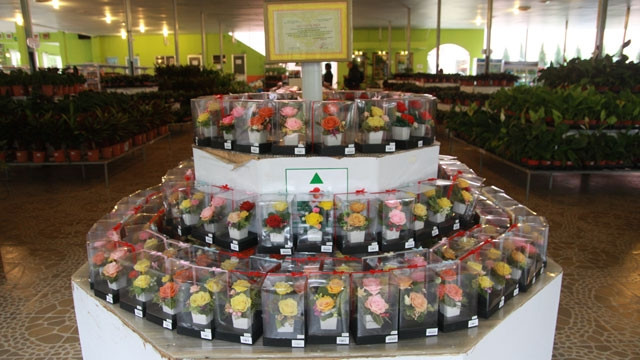 Hoa mãi mãi được trưng bày tại showroom Rừng hoa. 