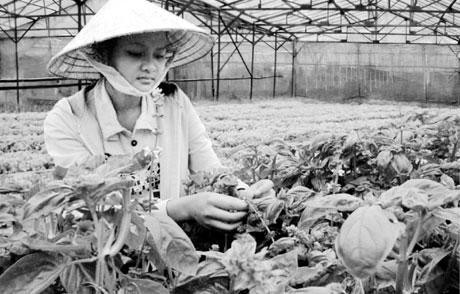 Một trang trại sản xuất rau tại Đà Lạt (Lâm Đồng).
