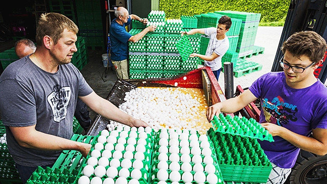 Nông dân Hà Lan tiêu hủy trứng nhiễm độc. Ảnh: AFP