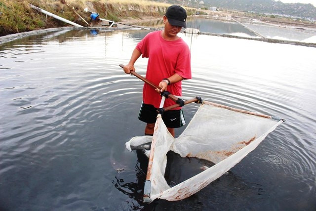 Nhờ mô hình nuôi ấu trùng Artemia kết hợp sản xuất muối trên cùng diện tích, hộ anh Lê Văn Tư ở Ninh Thuận tăng thêm thu nhập mỗi tháng 9 triệu đồng.
