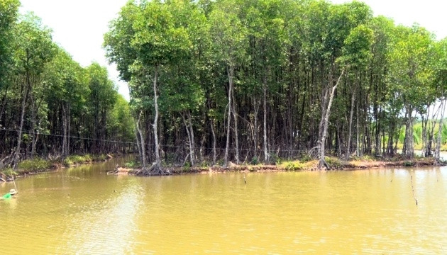 Rừng đước vùng Miệt Thứ.