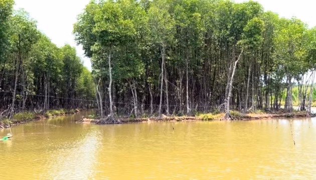 Rừng đước vùng Miệt Thứ.