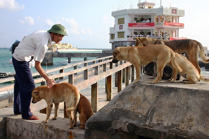 Những chú chó luôn là người bạn gần gũi, thân thiết với các cán bộ, chiến sĩ trên đảo Ðá Tây (Trường Sa, Khánh Hòa). Ảnh: ÐĂNG KHOA