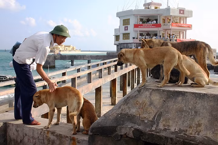 Những chú chó luôn là người bạn gần gũi, thân thiết với các cán bộ, chiến sĩ trên đảo Ðá Tây (Trường Sa, Khánh Hòa). Ảnh: ÐĂNG KHOA