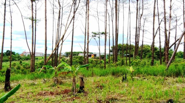 Nhiều diện tích rừng thông bị sang nhượng trái phép để dựng nhà, sản xuất cây nông nghiệp.