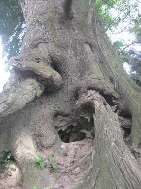 Một phần gốc cây Dã hương đã mục nát.