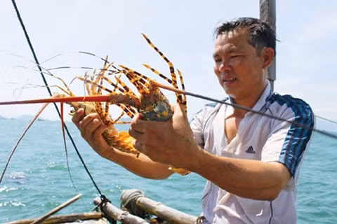 Người dân phường Cam Phú, TP Cam Ranh (Khánh Hòa) thu hoạch tôm hùm.