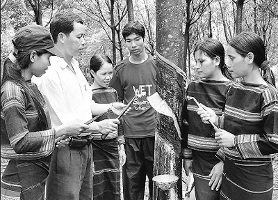 Cán bộ kỹ thuật Công ty cao-su Mang Yang hướng dẫn kỹ thuật cạo mủ cao-su cho công nhân người dân tộc thiểu số xã Ia Dok (Đác Đoa).