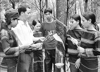 Cán bộ kỹ thuật Công ty cao-su Mang Yang hướng dẫn kỹ thuật cạo mủ cao-su cho công nhân người dân tộc thiểu số xã Ia Dok (Đác Đoa).