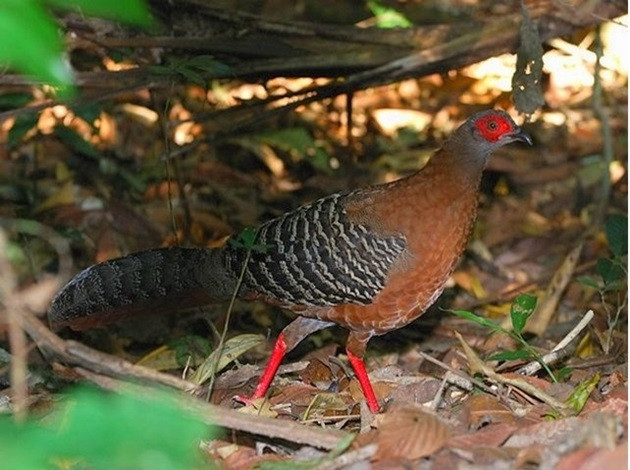 Gà lôi hồng tía.