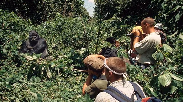 Du khách thích thú quan sát loài khỉ đột núi tại Bwindi. Ảnh: EXOTRAVEL