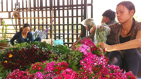Các thương lái Trung Quốc đang gom hoa ở Đà Lạt.