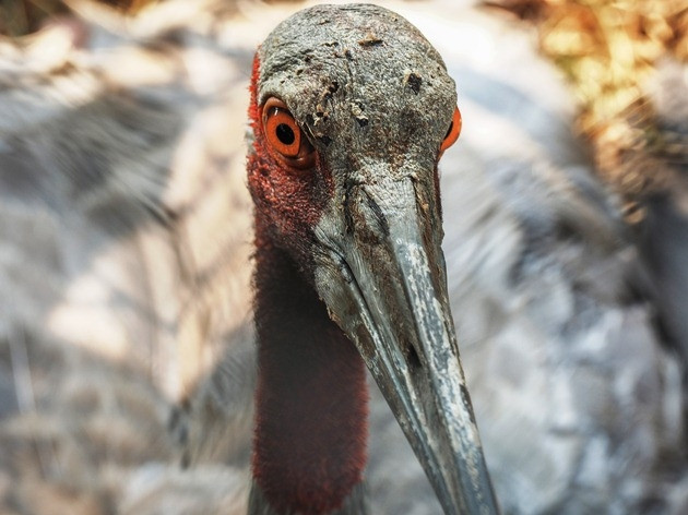 Cá thể sếu đầu đỏ đực 25 năm tuổi ở Tràm Chim. Ảnh: VQG Tràm Chim.