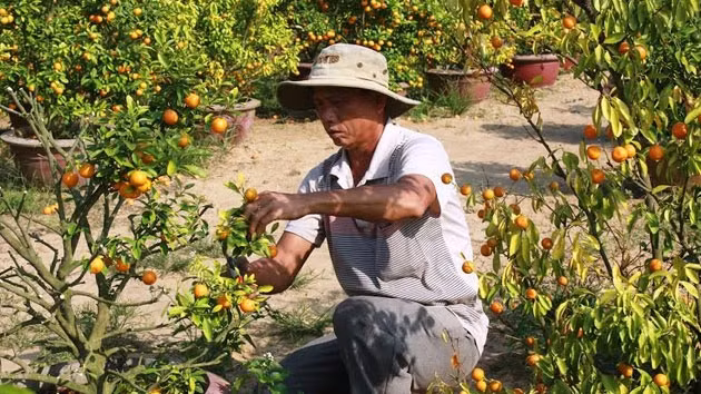 Ông Nguyễn Kim Tín đành phải cắt bỏ hết cành quật để khôi phục lại cho năm sau.