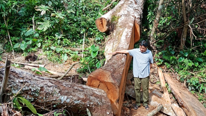 Nhiều cây gỗ nghiến cổ thụ ở rừng đặc dụng Phong Quang, huyện Vị Xuyên (Hà Giang) bị chặt hạ.