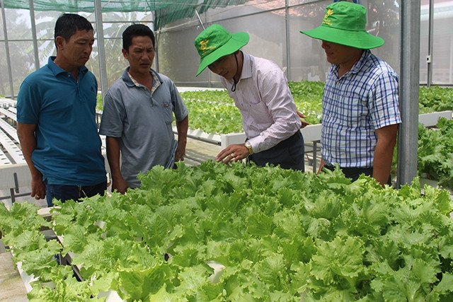 Nông dân sản xuất rau sạch ở HTX Phước Hòa, xã Phước Vân, huyện Cần Đước, tỉnh Long An.