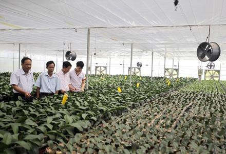 Vườn lan hồ điệp của gia đình anh Nguyễn Ngọc Huy tại làng hoa Giới Tế, xã Phú Lâm, huyện Tiên Du (Bắc Ninh).