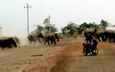 Đàn voi rừng hung dữ di chuyển từ xã Ea R’vê sang xã Ia Lốp, huyện biên giới Ea Súp, tỉnh Đác Lắc.