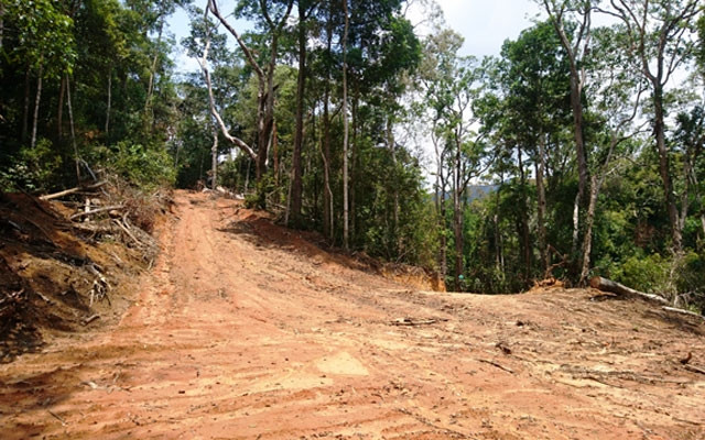Nhiều cây rừng trong khu vực quân sự bị tàn phá để mở đường vận chuyển máy cơ giới vào bãi quặng thiếc trái phép.