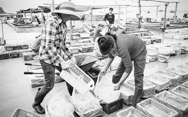 Sản xuất mắm truyền thống ở HTX nước mắm Cô Tô, huyện Cô Tô (Quảng Ninh).