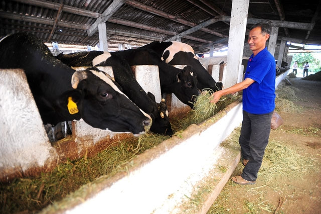 Một trang trại nuôi bò sữa của hộ gia đình ở thị trấn Nông trường Mộc Châu.