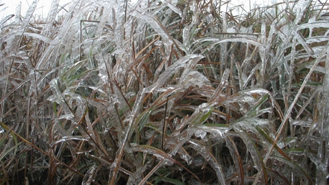 Băng giá xuất hiện bám trên các ngọn cỏ cành cây trên khu du lịch Mẫu Sơn.