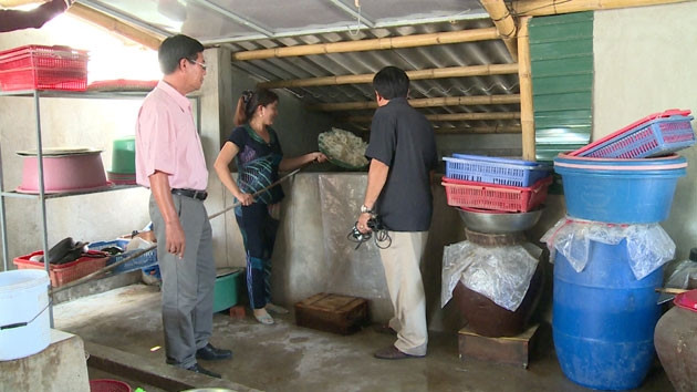 Hơn 20 tấn sứa biển bốc mùi chưa được xử lý ở Quảng Trị