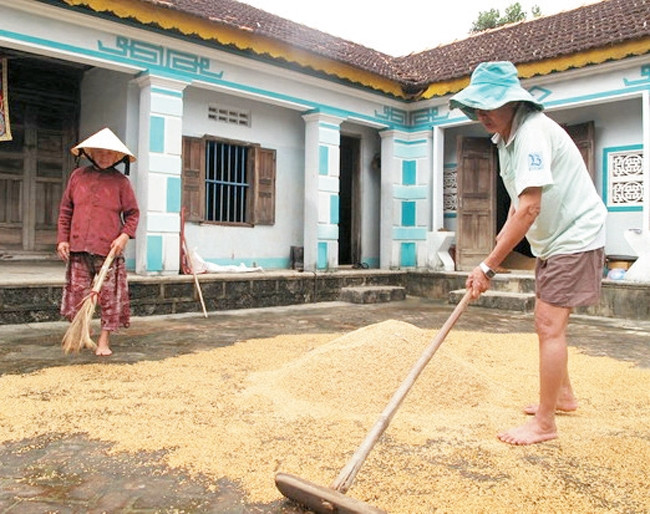 Người dân thôn Phú Sơn, phường Nhơn Hòa (thị xã An Nhơn) Bình Định phơi số lúa bị ướt do mưa lũ. Ảnh: NGUYỄN PHÚC