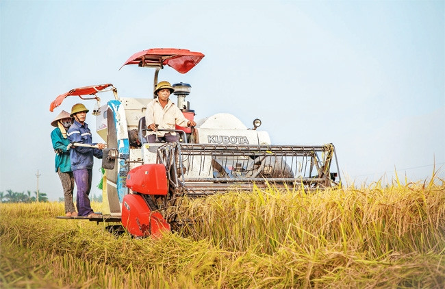 Thu hoạch lúa giống của Tổng công ty giống cây trồng Thái Bình.