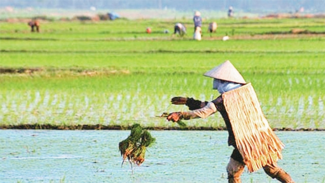 Chiếc áo tơi ngồ ngộ trên đồng xanh, giúp người nông dân chắn mưa, che nắng.