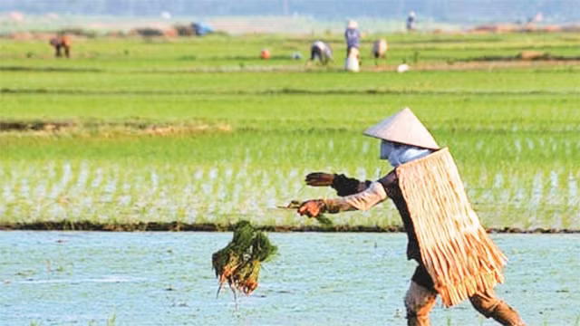 Chiếc áo tơi ngồ ngộ trên đồng xanh, giúp người nông dân chắn mưa, che nắng.
