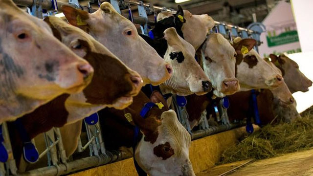 Pháp là nước có ngành chăn nuôi phát triển mạnh. (Ảnh Reuters)