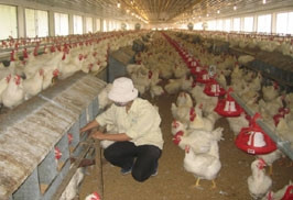 Xí nghiệp gà giống Lạc Vệ (Công ty cổ phần
nông sản Bắc Ninh) có quy mô 100.000 gà bố
mẹ, hằng năm cung ứng cho sản xuất