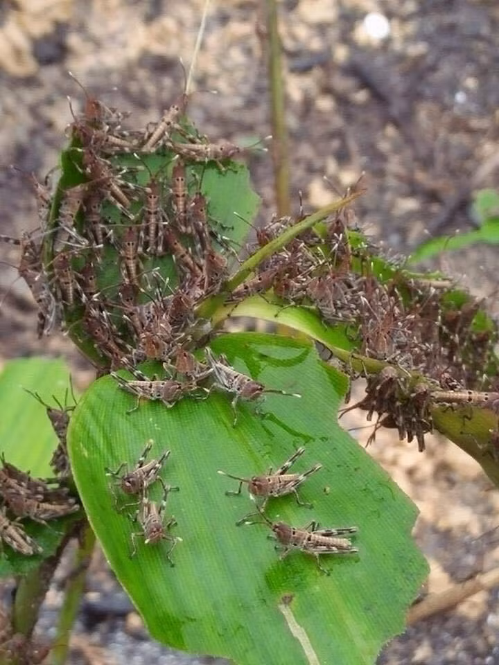 Châu chấu tre lưng vàng gây hại cây trồng ở xã Vũ Loan, huyện Na Rì.