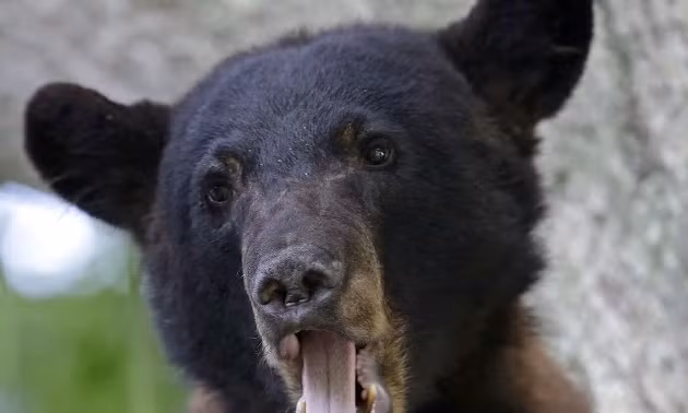 Mỹ bỏ gấu đen Louisiana ra khỏi danh mục loài nguy cấp