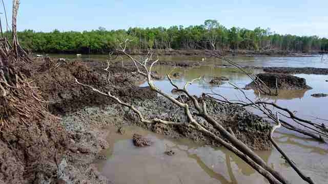 Rừng phòng hộ ven bờ biển đông tỉnh Cà Mau dễ bị tổn thương và dễ bị xâm hại.