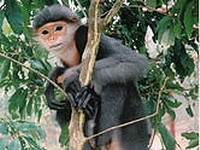 Phát hiện quần thể lớn voọc Chà vá chân xám