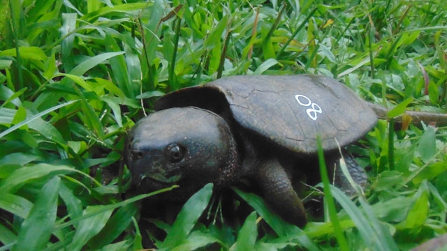 Một trong các cá thể rùa được chuyển giao về Vườn Quốc gia Cúc Phương.