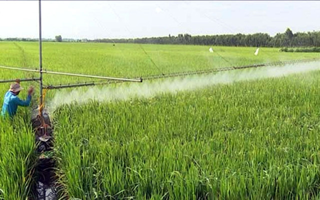 Nông dân xã Tân Công Sính, huyện Tam Nông (Ðồng Tháp) phun thuốc trừ sâu trên lúa. Ảnh: TRỌNG TRUNG