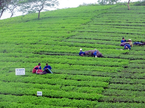 Mô hình trồng thử nghiệm giống chè Ô-long tại thị xã Phú Thọ.