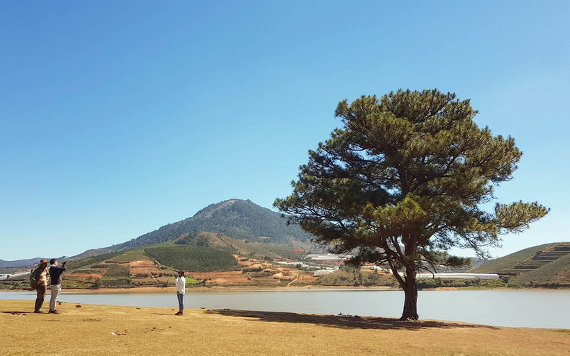 Cây thông "đơn độc" trong ý tưởng “biến những cái không thành có…”. (Ảnh: MAI VĂN BẢO)