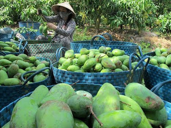 Thu hoạch xoài sạch xuất khẩu theo phương pháp hữu cơ tại huyện Chợ Mới (An Giang).