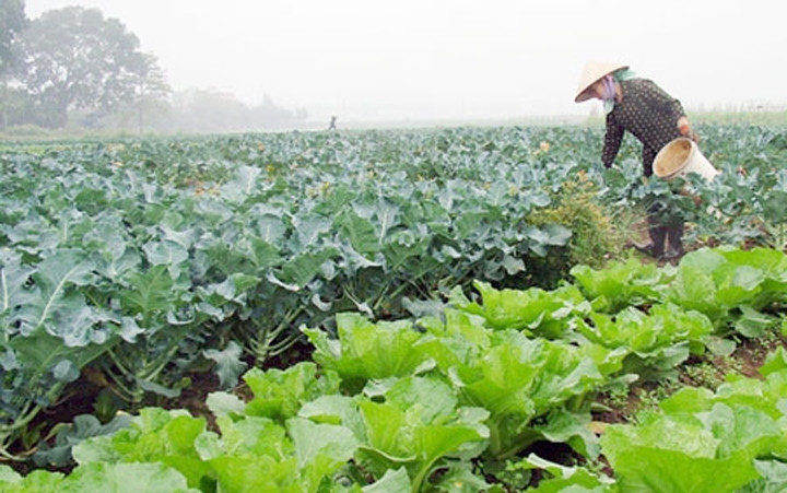 Chăm sóc rau sạch tại xã Văn Đức, huyện Gia Lâm (Hà Nội). Ảnh: Khánh Nguyên 