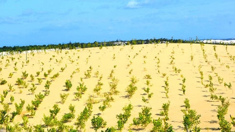 Rừng phòng hộ ven biển vừa mới được trồng tại huyện Lệ Thủy (Quảng Bình).