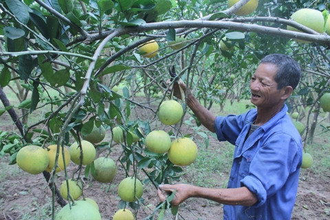 Nông dân xã Phùng Hưng, huyện Khoái Châu trồng bưởi Diễn cho thu nhập cao.